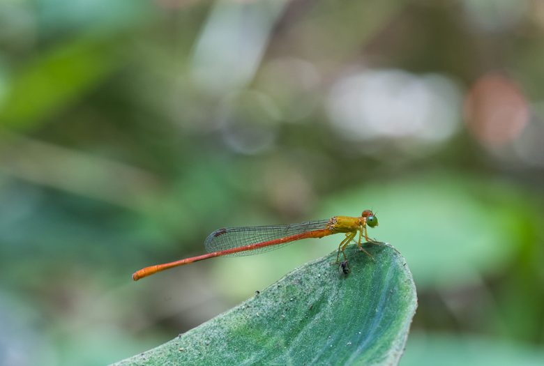 [初體驗] Sony FE 100mm f/2.8 Macro GM OSS