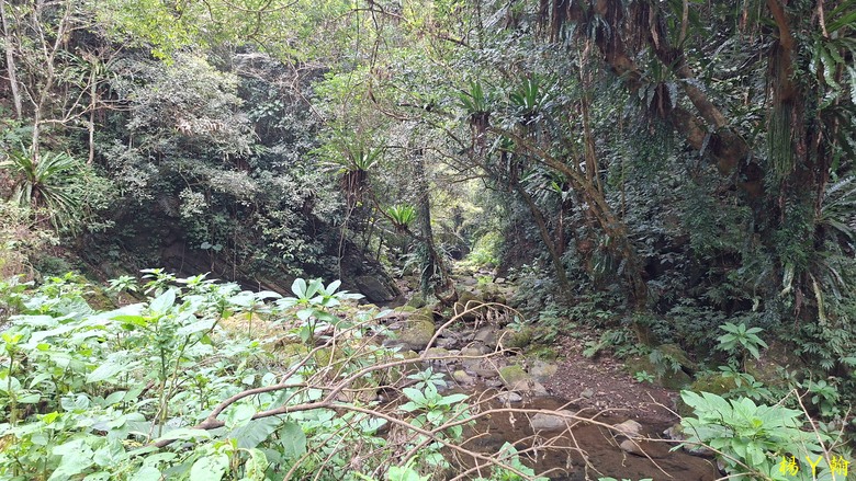 【郊山走走】馬胎古道、馬胎二期古道、南坪古道 山林輕鬆健行