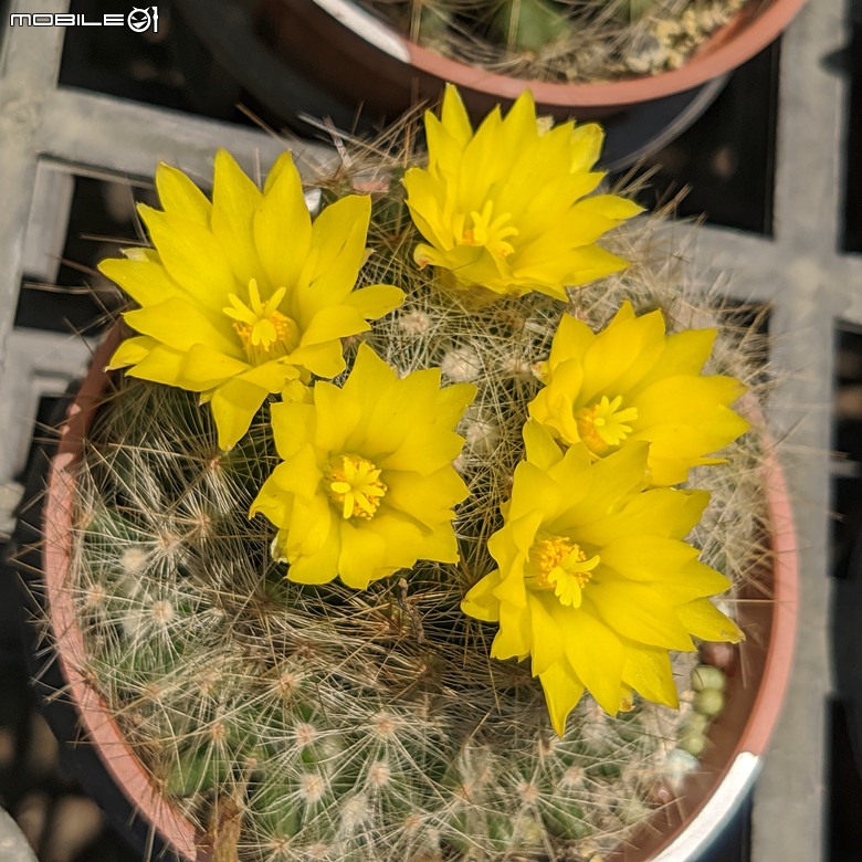 多肉植物開花 台南市歸仁區七甲花卉區 05/01