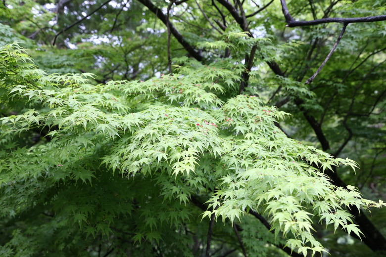 [關東] そうだ、鎌倉、横浜、箱根へ行こう。