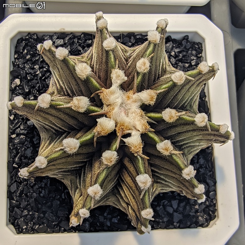 多肉植物 台南市佳里區綠樹園藝 05/03