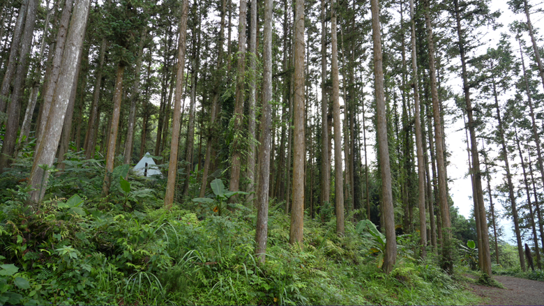 【原始森林住一晚】在無電營區享受獨露的愜意｜青蛙飛蛾馬陸來作伴｜森林中的藍色金字塔帳 好美