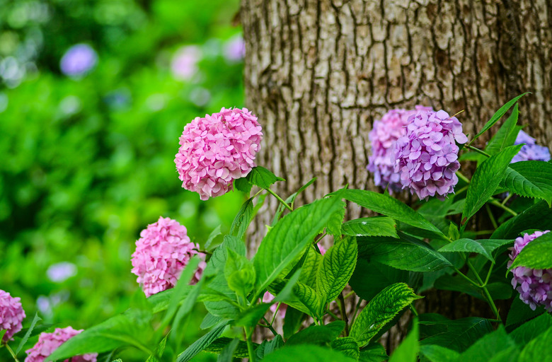 京都市區紫陽花名所採點介紹-藤森神社與智積院