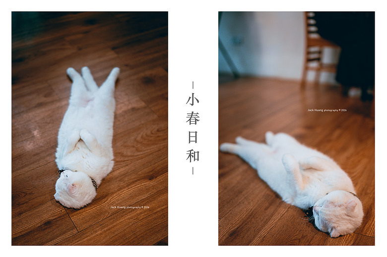 點我看大圖 走進綠意的台北慢時光 - 與貓咪的午後約會丨民生社區