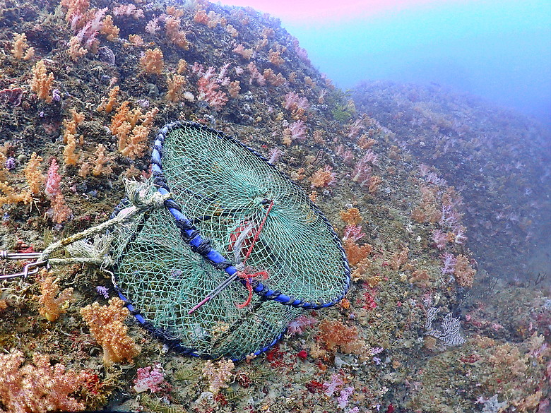 點我看大圖 (映像海洋) 一探油庫口海底花椰菜山丘 in 大坪海岸