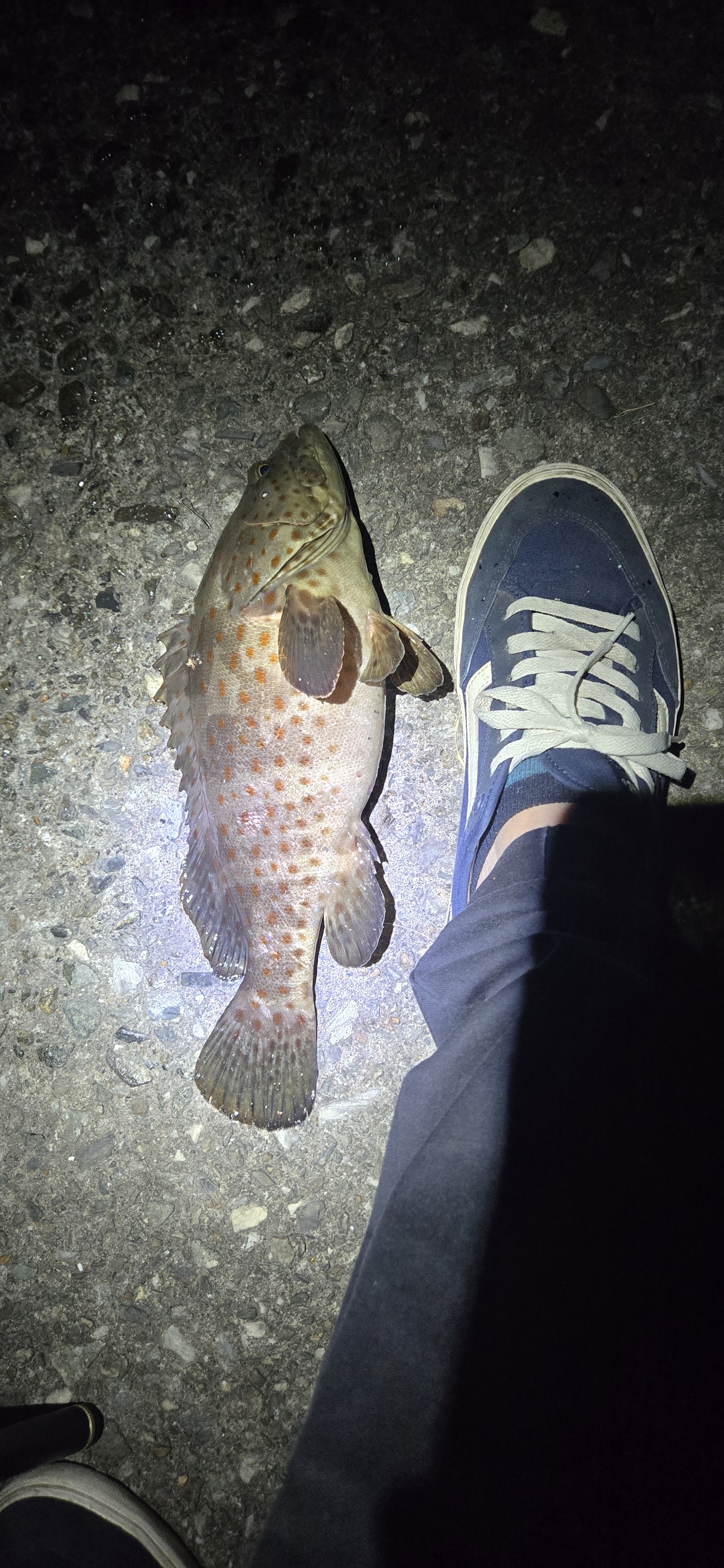 最近釣魚用蝦感覺都釣不到，使用螃蟹後真的不得了。