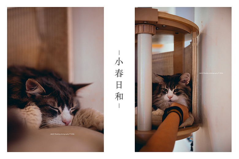 點我看大圖 走進綠意的台北慢時光 - 與貓咪的午後約會丨民生社區