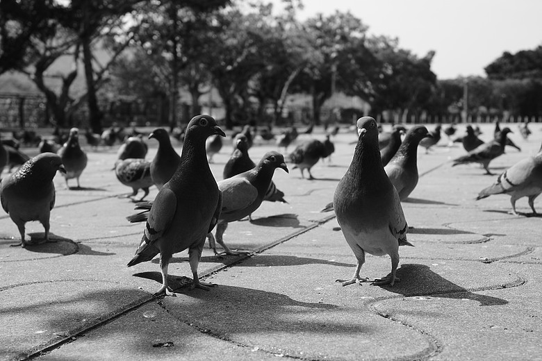 RICOH GR IV Monochrome 評測報告｜以純粹光影、譜寫口袋裡的黑白詩篇！