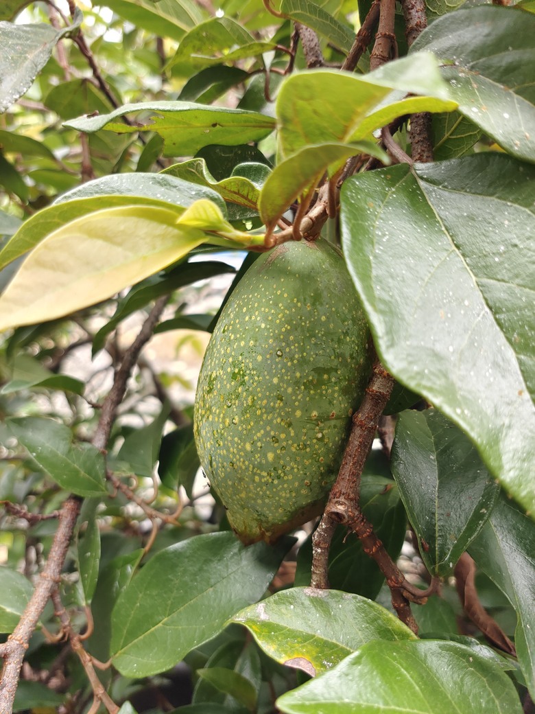 蘭陽環線--輕食之旅