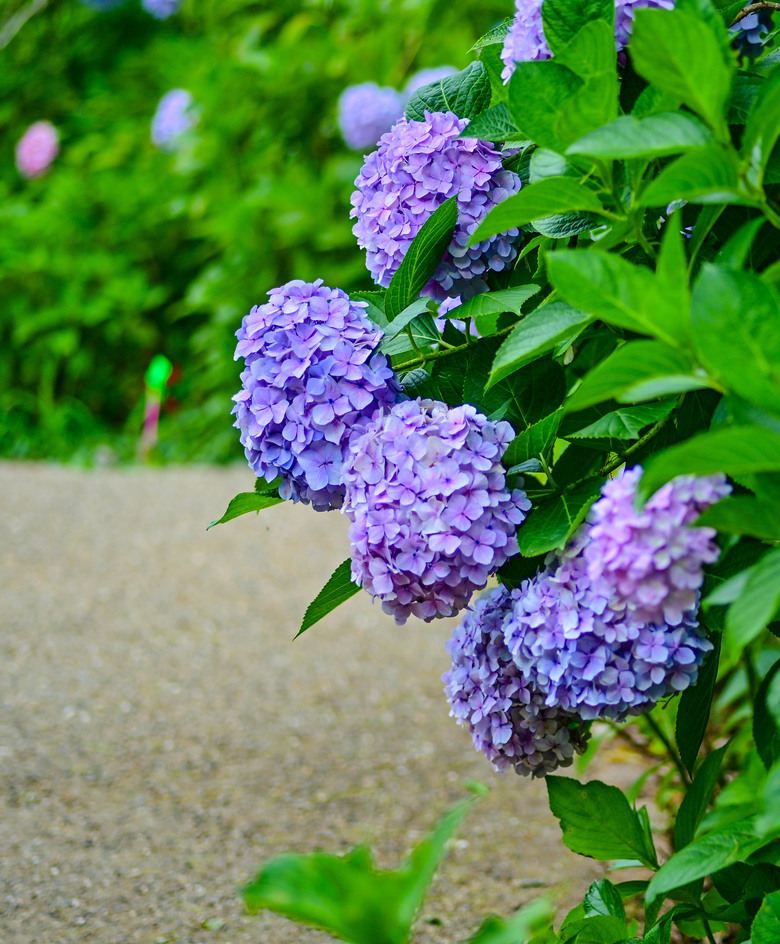 京都市區紫陽花名所採點介紹-藤森神社與智積院