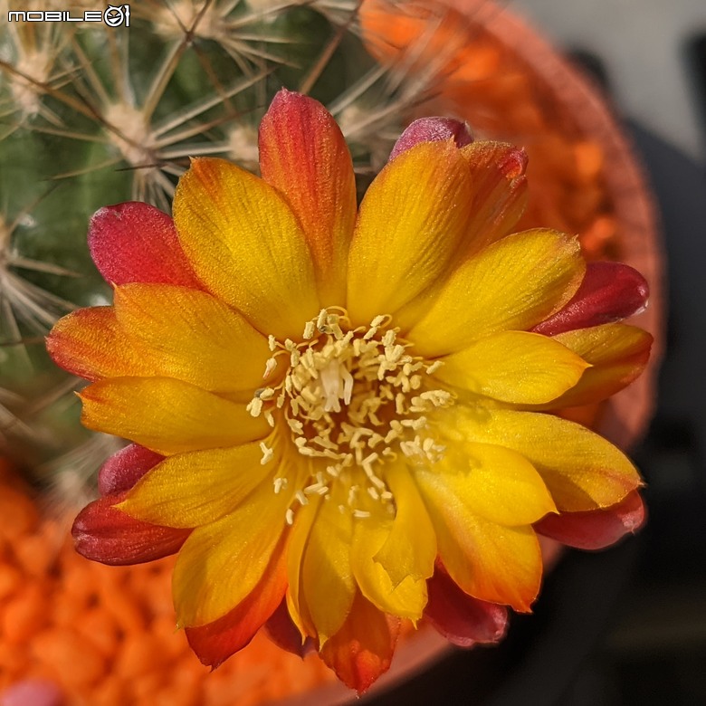 多肉植物開花 台南市歸仁區七甲花卉區 06/14