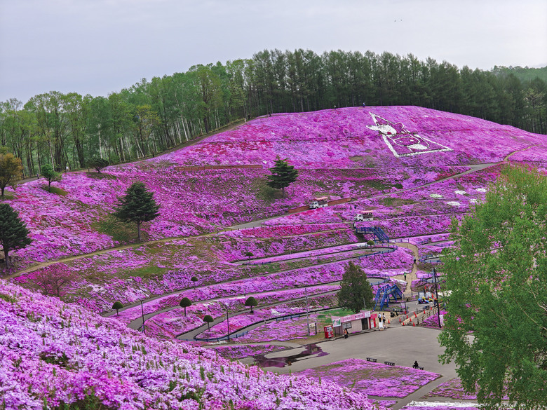 點我看大圖 日本-北海道 五月賞芝櫻&鬱金香 |東藻琴芝櫻|瀧上公園|上湧別町鬱金香