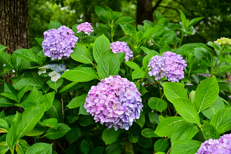 京都市區紫陽花名所採點介紹-藤森神社與智積院