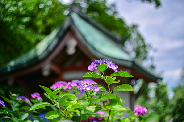 京都市區紫陽花名所採點介紹-藤森神社與智積院