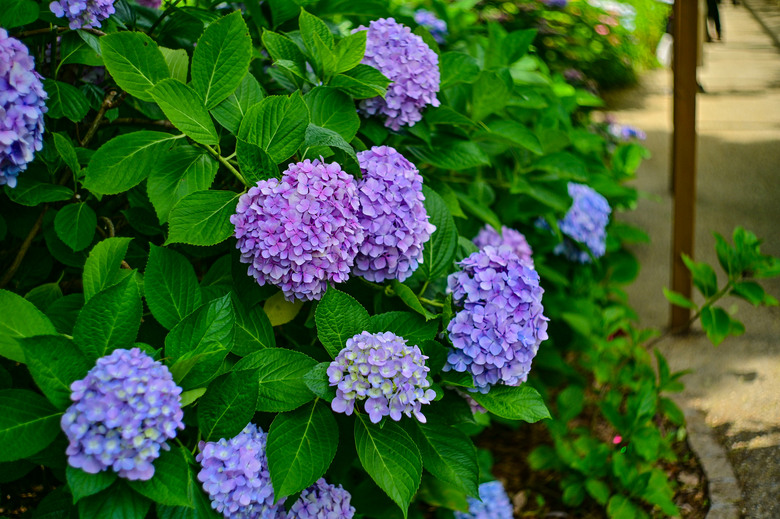 京都市區紫陽花名所採點介紹-藤森神社與智積院