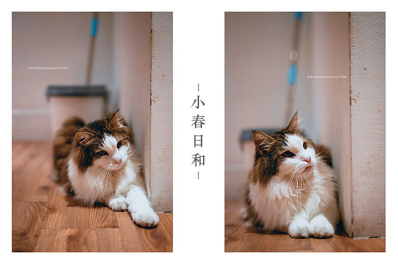 點我看大圖 走進綠意的台北慢時光 - 與貓咪的午後約會丨民生社區