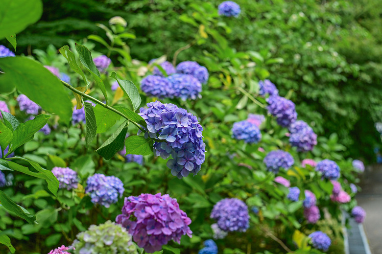 京都市區紫陽花名所採點介紹-藤森神社與智積院