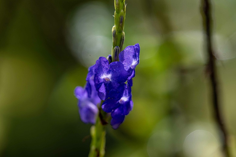 點我看大圖 初夏花與蝶的邂逅