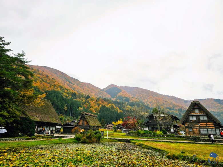 日本-岐阜大野|*暖紅山谷裡的茅葺小屋* 白川鄉合掌村 白川郷合掌造
