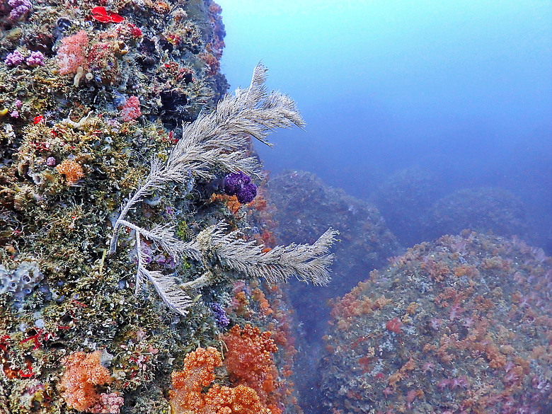 點我看大圖 (映像海洋) 一探油庫口海底花椰菜山丘 in 大坪海岸