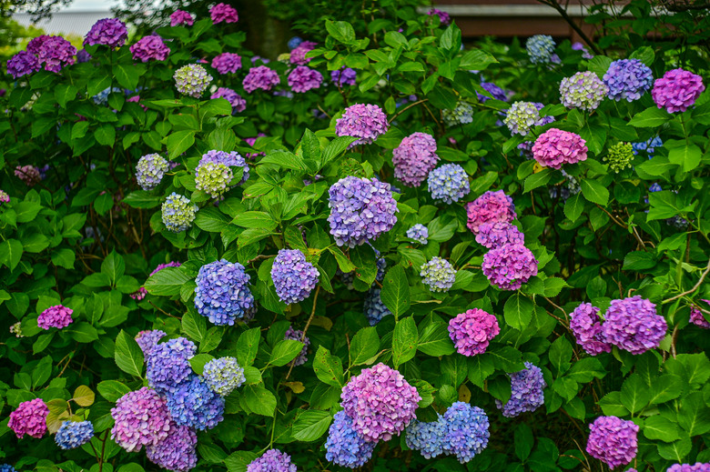 京都市區紫陽花名所採點介紹-藤森神社與智積院