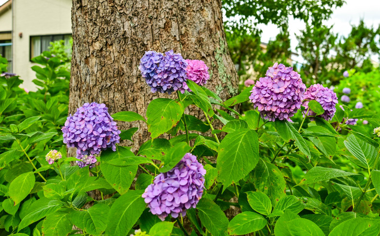 京都市區紫陽花名所採點介紹-藤森神社與智積院