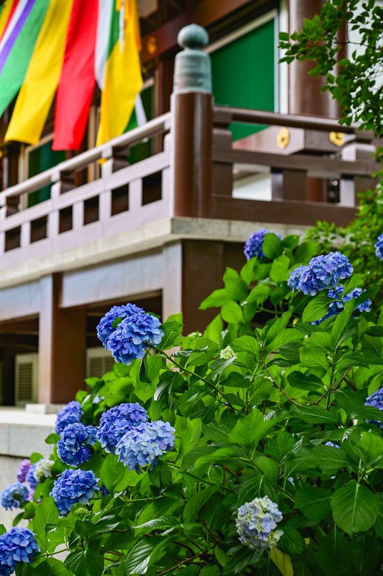 京都市區紫陽花名所採點介紹-藤森神社與智積院