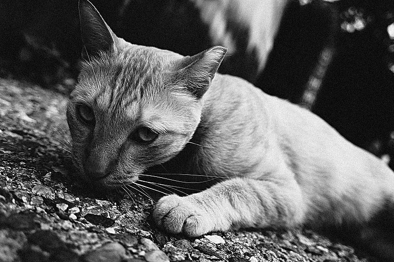 RICOH GR IV Monochrome 評測報告｜以純粹光影、譜寫口袋裡的黑白詩篇！