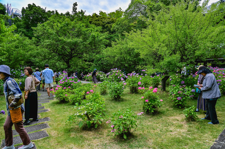 京都市區紫陽花名所採點介紹-藤森神社與智積院