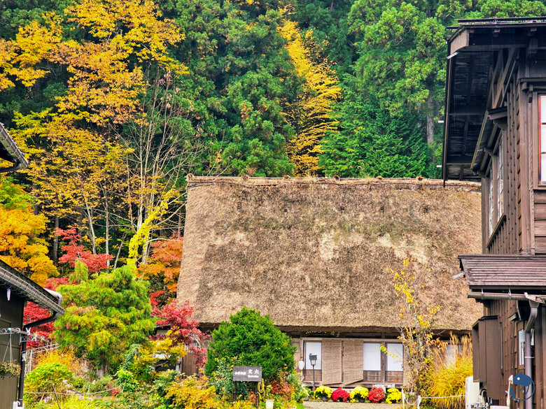 日本-岐阜大野|*暖紅山谷裡的茅葺小屋* 白川鄉合掌村 白川郷合掌造