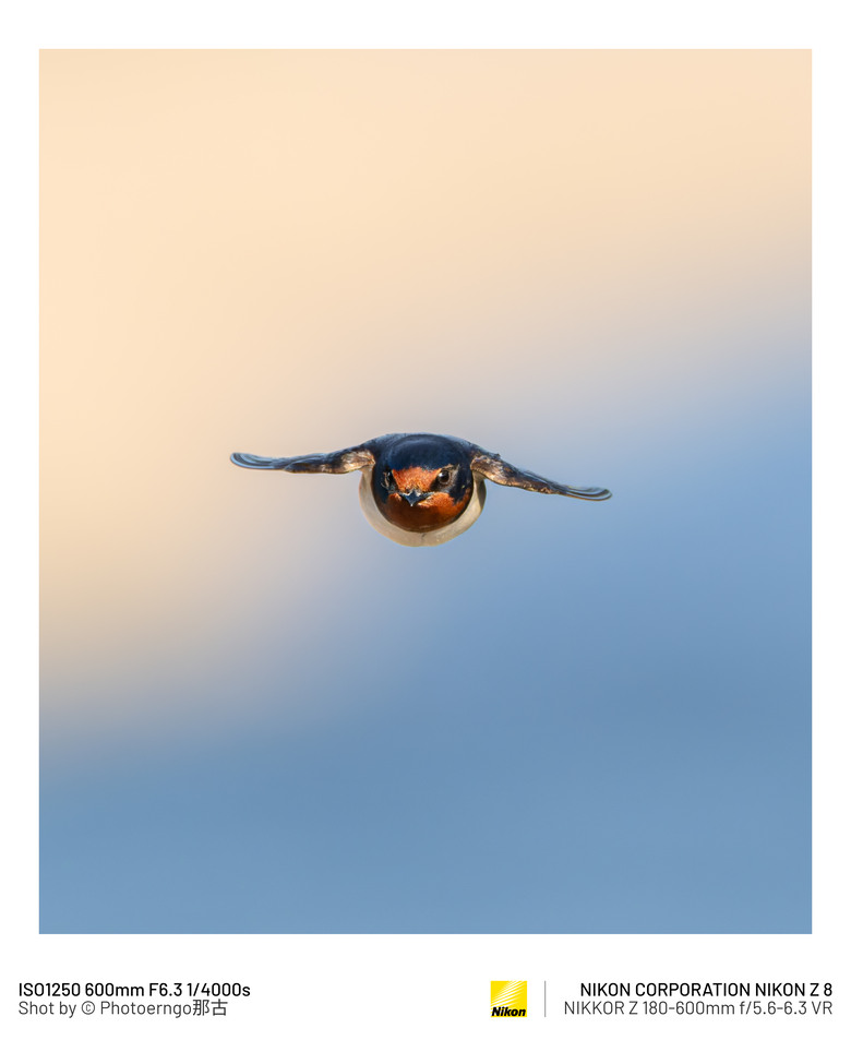 『Z8』日常鳥兒的美