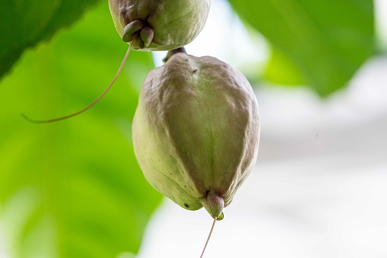 點我看大圖 初夏花與蝶的邂逅