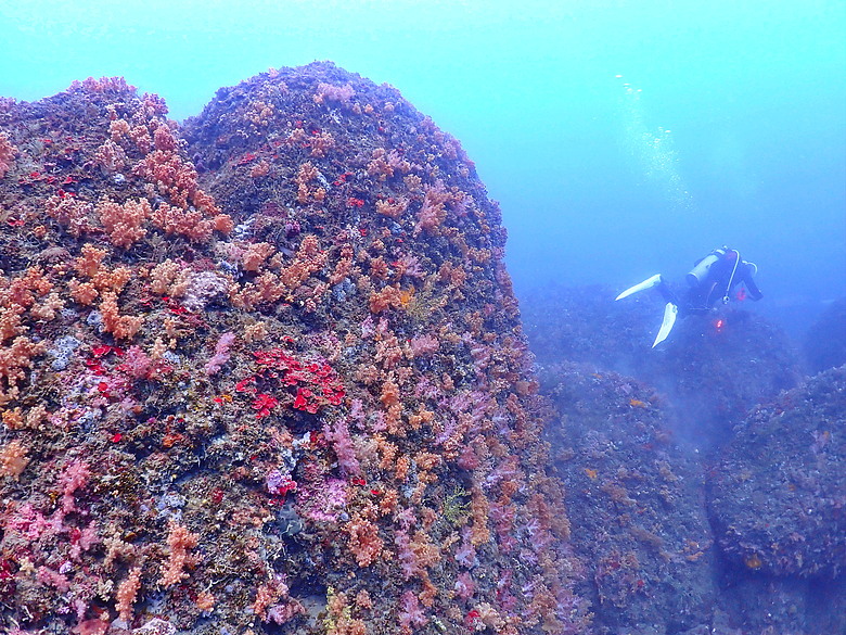 點我看大圖 (映像海洋) 一探油庫口海底花椰菜山丘 in 大坪海岸