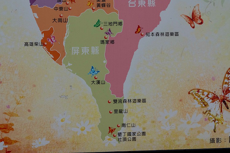 點我看大圖 初夏花與蝶的邂逅