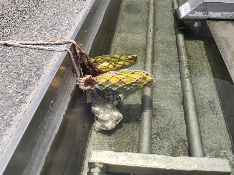 麻繩理工學院深入研究-小雲豹清水地熱麻袋與棉袋之煮食比較