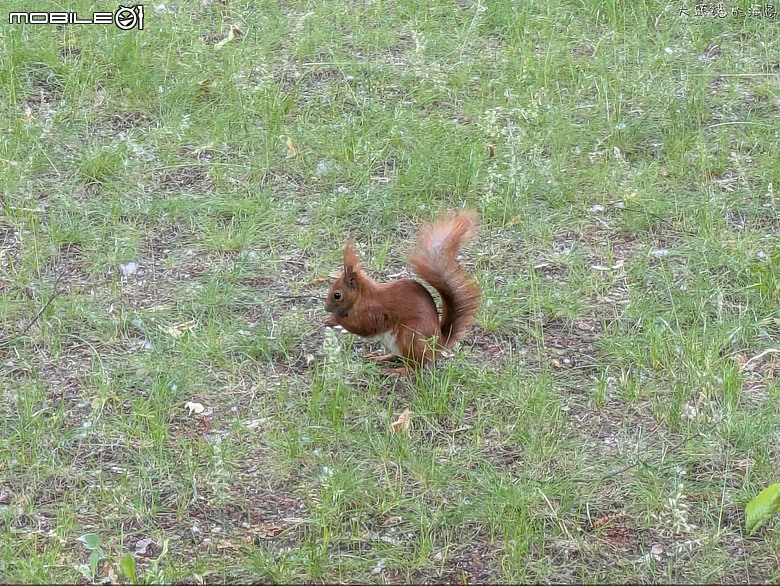波蘭: 瓦津基公園 (Poland: Łazienki Park)