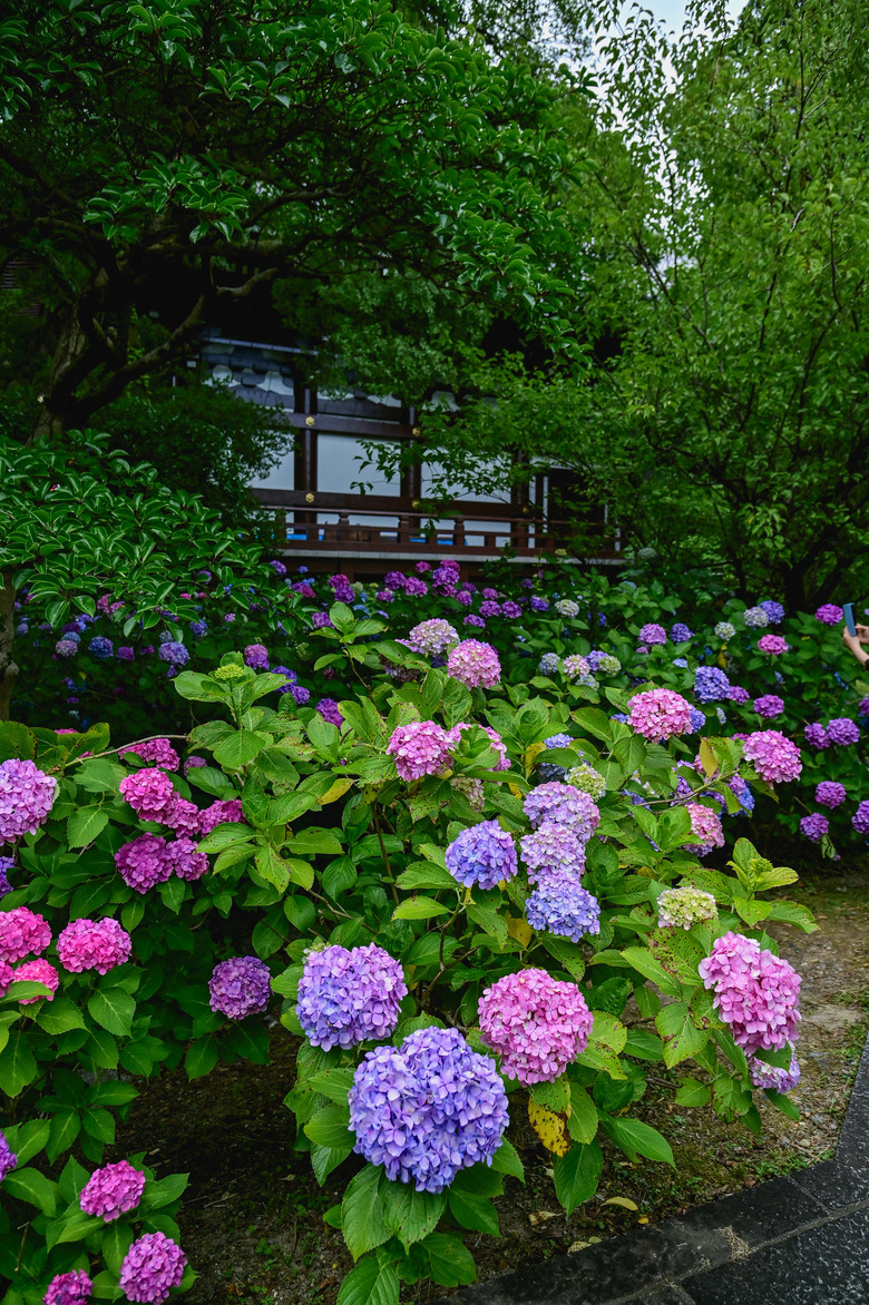 京都市區紫陽花名所採點介紹-藤森神社與智積院