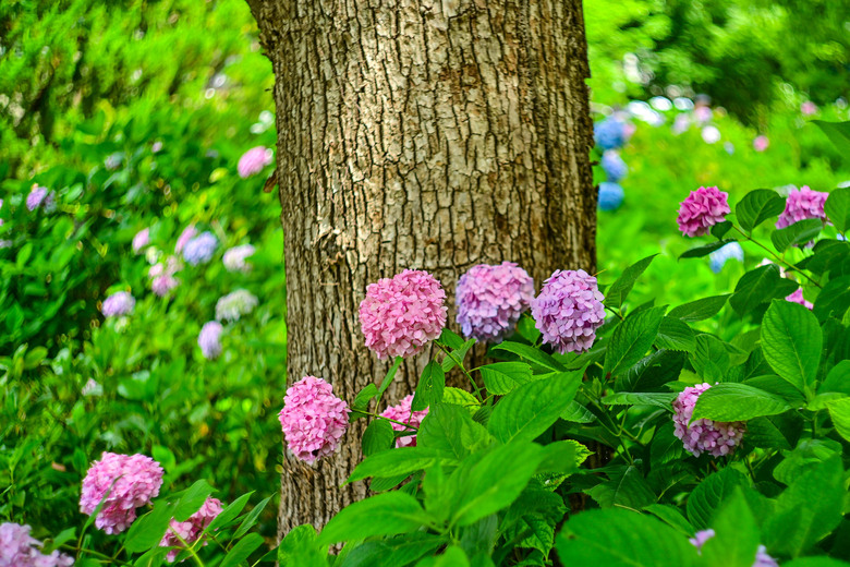 京都市區紫陽花名所採點介紹-藤森神社與智積院
