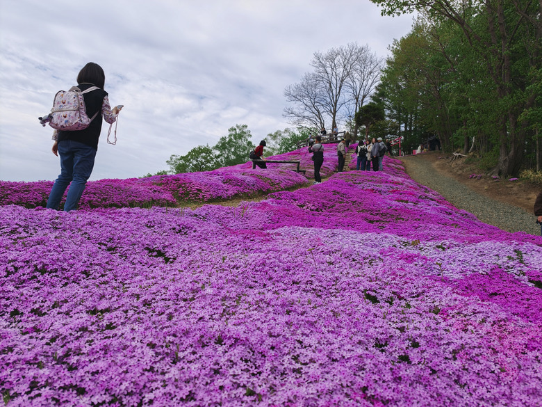 點我看大圖 日本-北海道 五月賞芝櫻&鬱金香 |東藻琴芝櫻|瀧上公園|上湧別町鬱金香