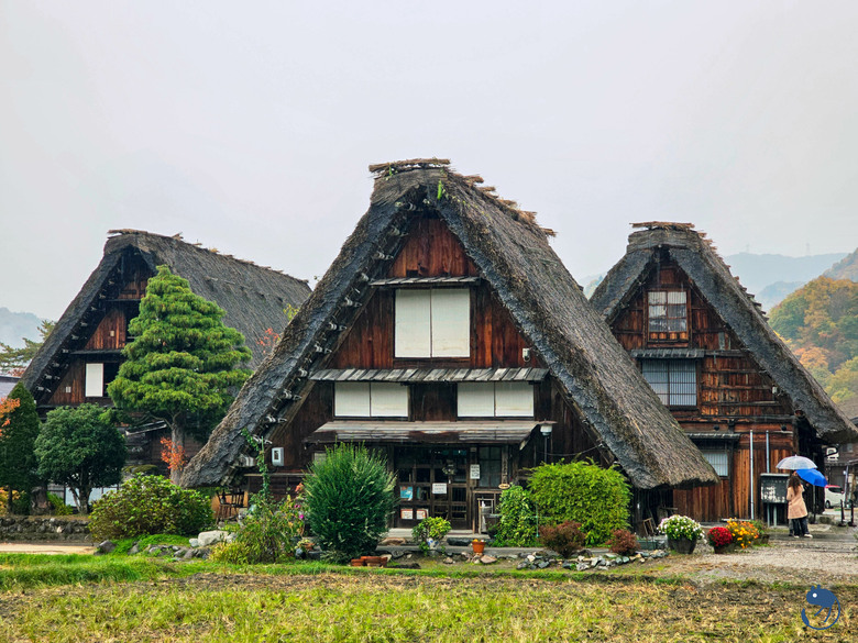 日本-岐阜大野|*暖紅山谷裡的茅葺小屋* 白川鄉合掌村 白川郷合掌造