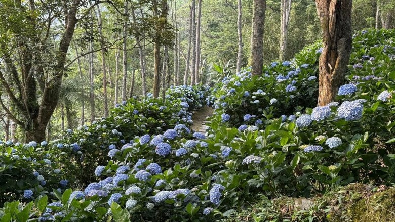 台東太麻里初夏最美花景!青山農場1.5公里森林花徑浪漫盛開