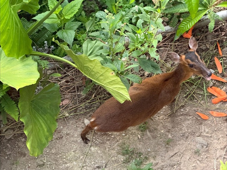 臺東遇到獼猴、山羌或遊蕩犬該如何應對？請教實務經驗與通報方式