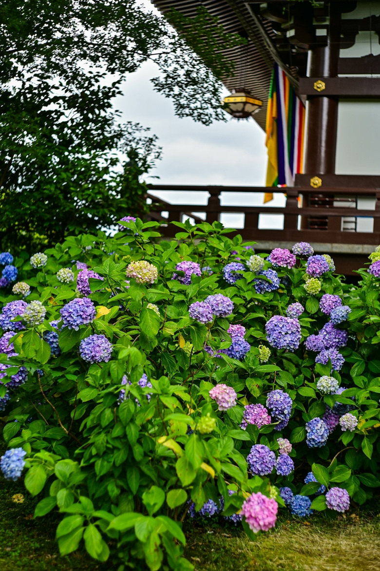 京都市區紫陽花名所採點介紹-藤森神社與智積院