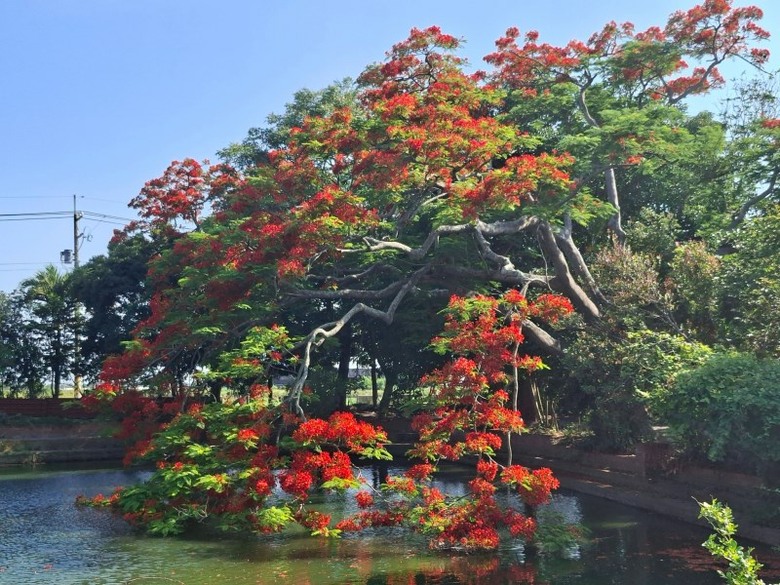 嘉義六腳隱藏版賞花秘境!竹本村鳳凰木池塘紅色巨傘盛開中