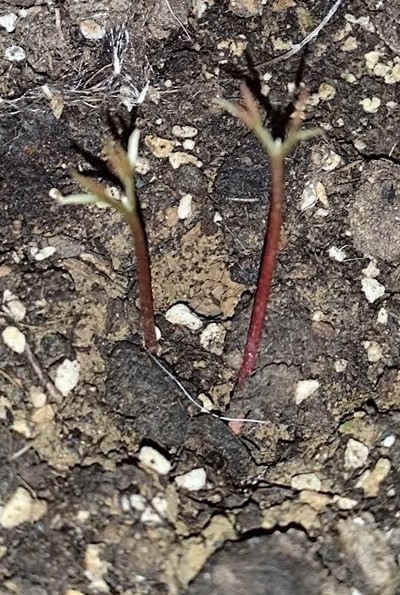 多種子投入發芽如何分離?