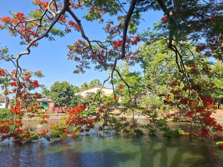嘉義六腳隱藏版賞花秘境!竹本村鳳凰木池塘紅色巨傘盛開中