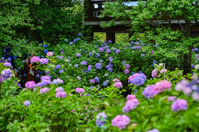 京都市區紫陽花名所採點介紹-藤森神社與智積院