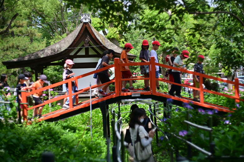 京都市區紫陽花名所採點介紹-藤森神社與智積院
