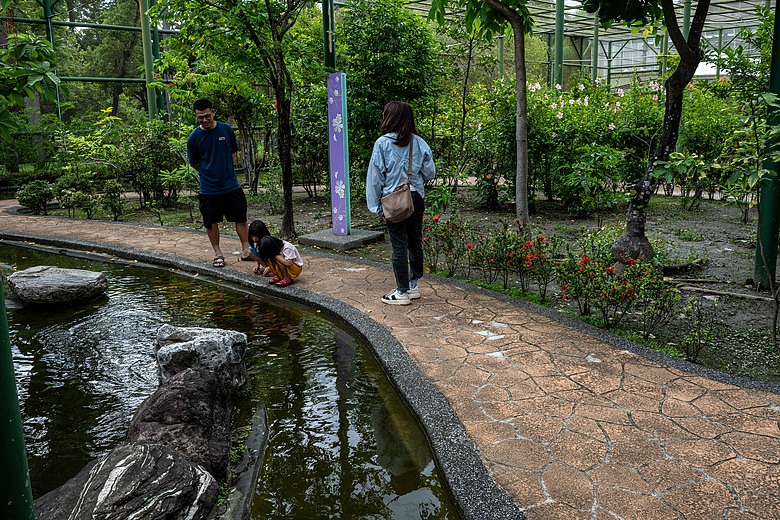 點我看大圖 初夏花與蝶的邂逅