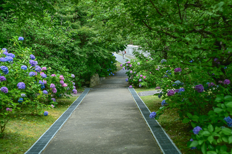 京都市區紫陽花名所採點介紹-藤森神社與智積院